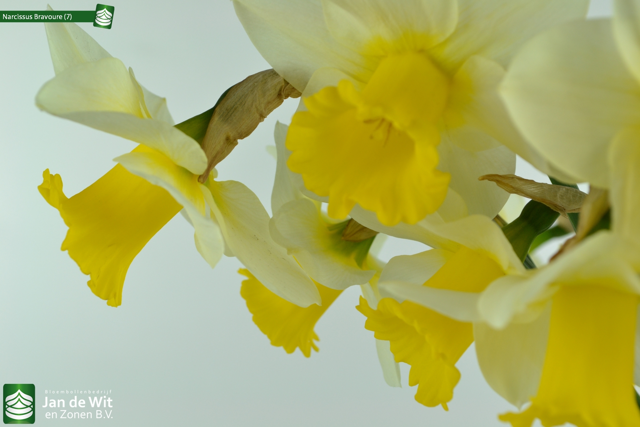 Photo Studio Shoot Of Narcissus H Nh Nh Jan De Wit En Zonen B V